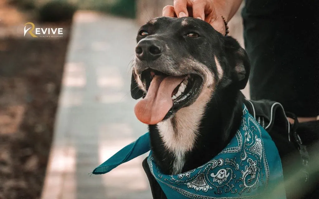 Specialized Pet Loss Therapy Techniques